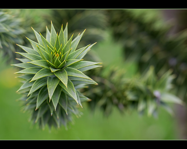 The Amazing Dr. Seuss Tree (Monkey Puzzle Tree)