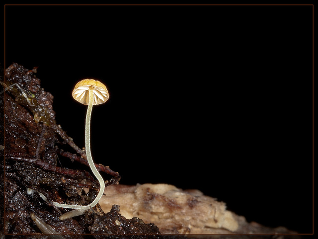 The Amazing Terrestrial Jellyfish!