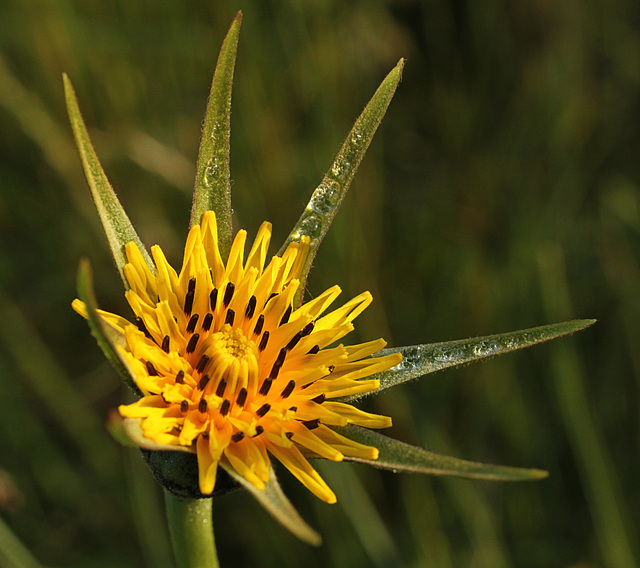 Goat’s Beard