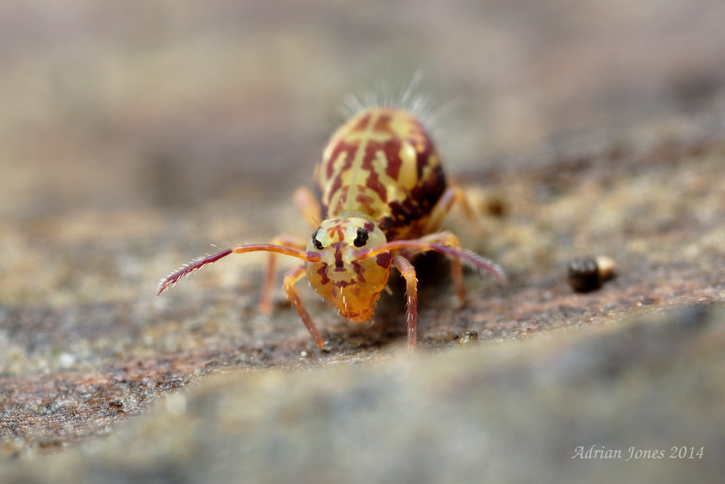 Dicyrtomina saundersi