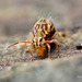 Dicyrtomina saundersi