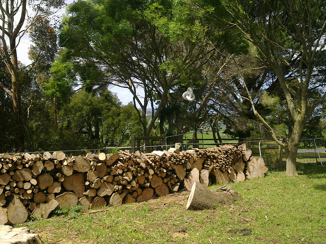 our cypress woodpile