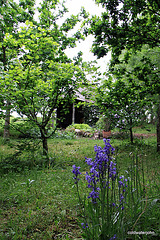 Bluebells under the oaks 4675882382 o