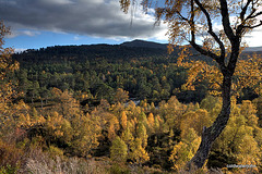 Autumn in Glen Affric - HDR