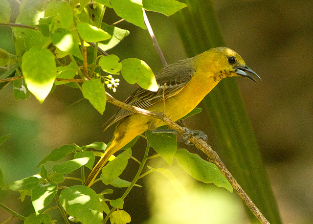 Hooded Oriole