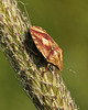 Tortoise Shieldbug