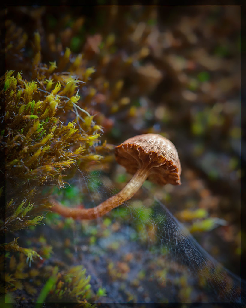 Mushroom with a Web Skirt