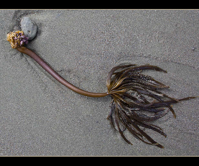 Kelp on the Beach