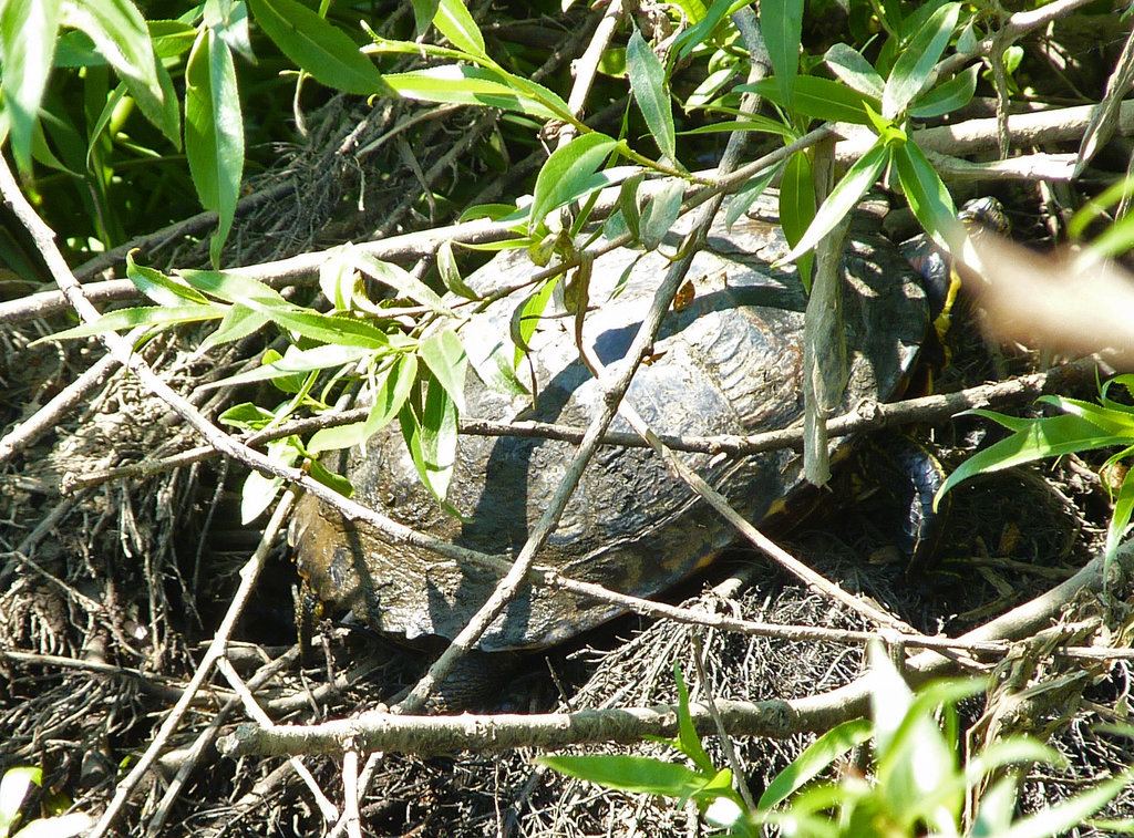 Red Eared Terrapin