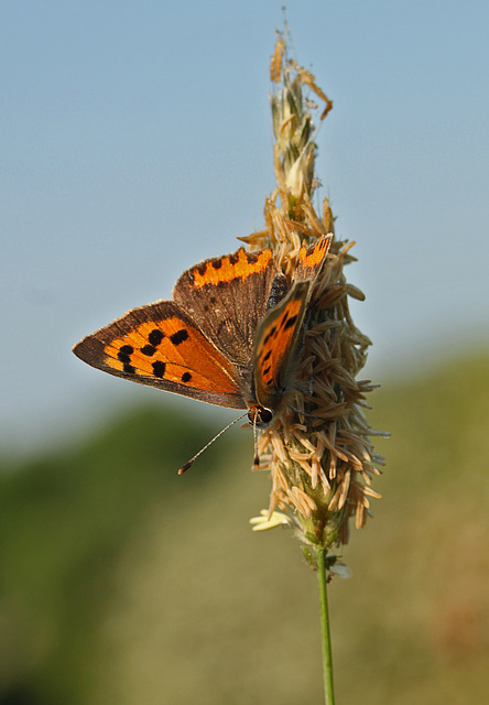 Small Copper