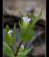 Micro Blossom: 146th Flower of Spring & Summer! (1 more pic below)