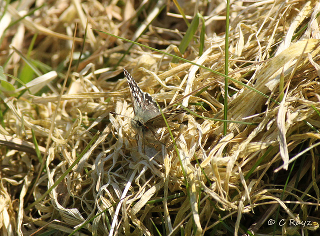 Proof of Life Grizzled Skipper