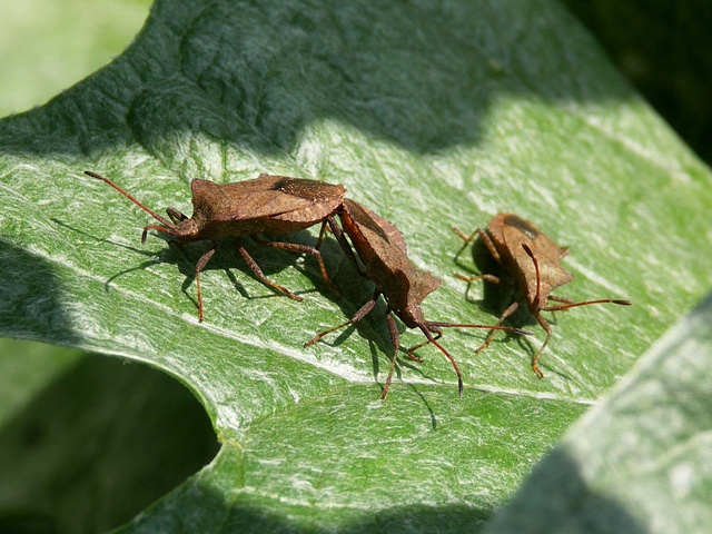 Shield bugs