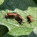 Shield bugs