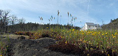 yellowflowershousepano