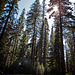 Trailhead Parking Area and Trees