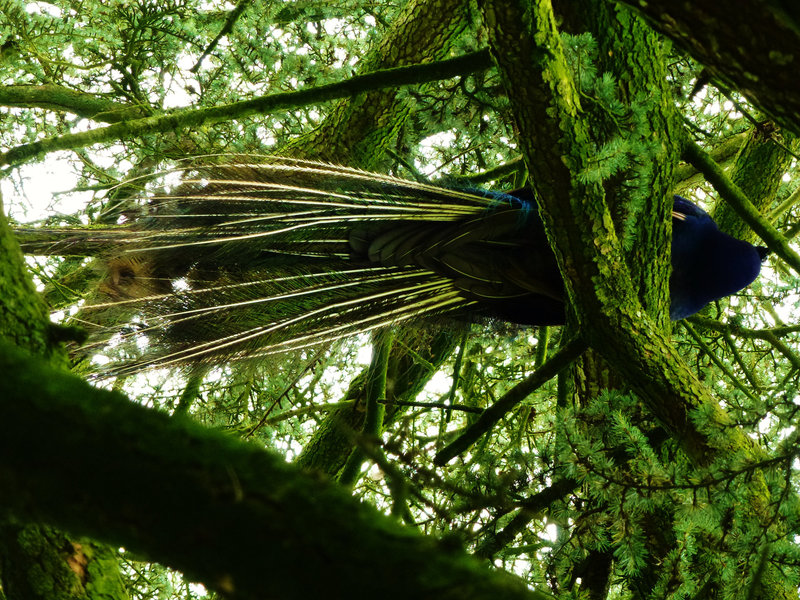 pencarrow house peacock