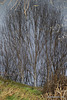 Water as Mirror Series