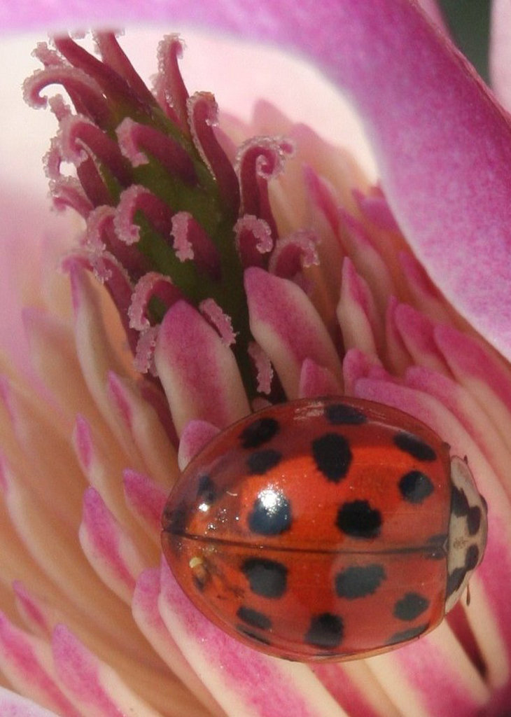 Pink Magnolia Blossom with Ladybug