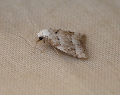 Scarce Black Arches