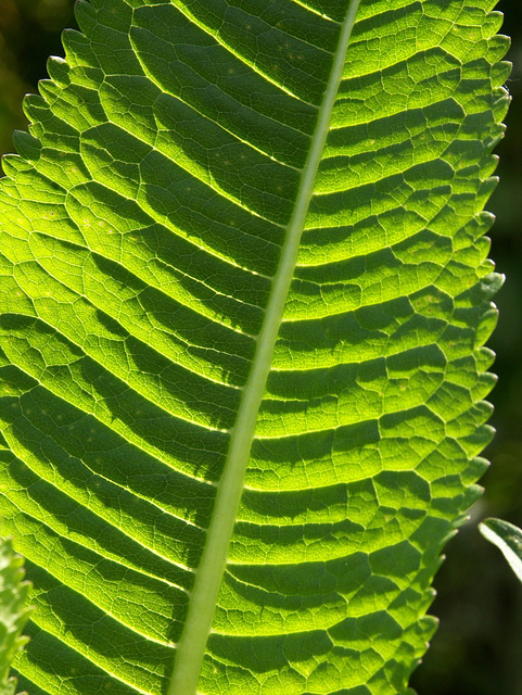 Teasel