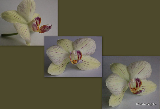 Phalaenopsis Orchid Flower