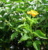 Yellow Lantana..