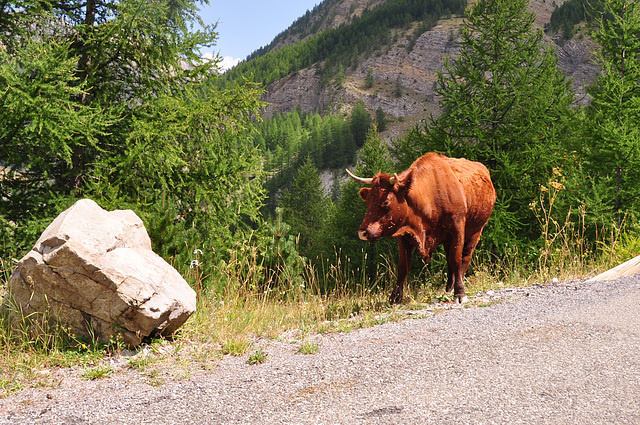 Holiday 2009 – Cow on the road