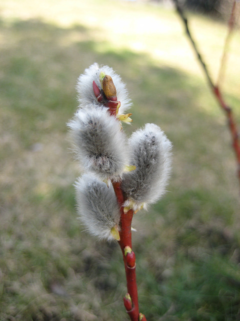 Palmkätzchen (Salix Caprea)