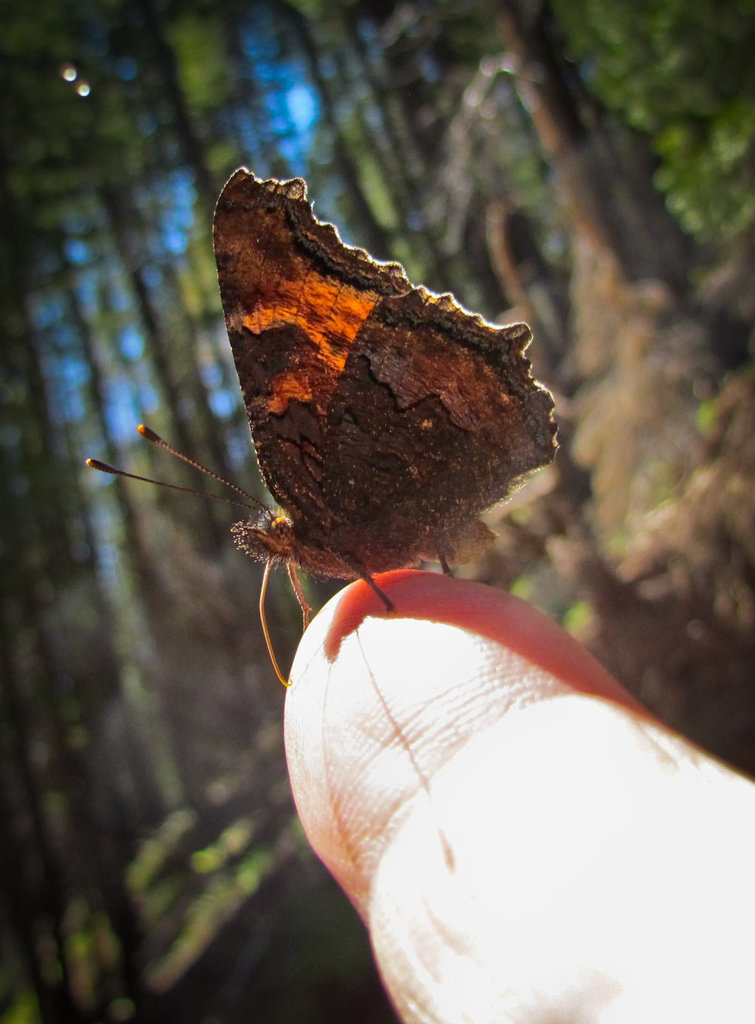 Oreas Angelwing Butterfly