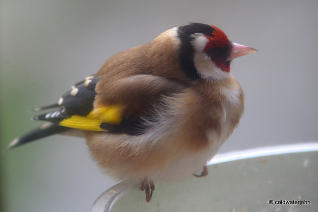 Goldfinch asleep on the feeder in the winter sunshine