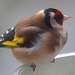 Goldfinch asleep on the feeder in the winter sunshine