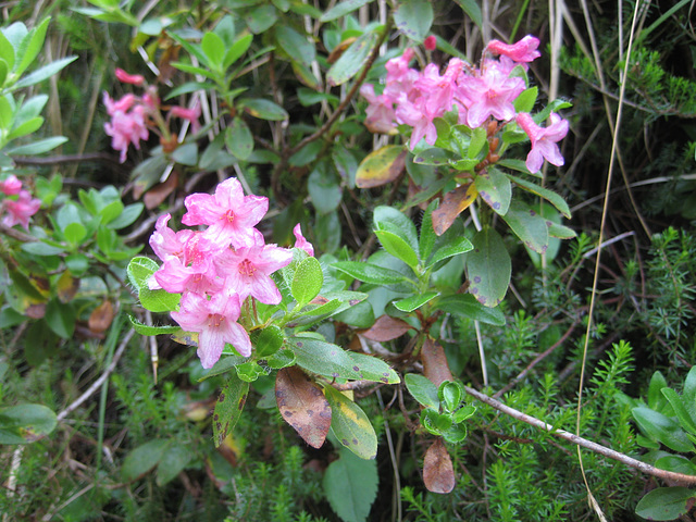 Alpenrose (Rhododendron hirsutum)