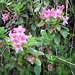 Alpenrose (Rhododendron hirsutum)