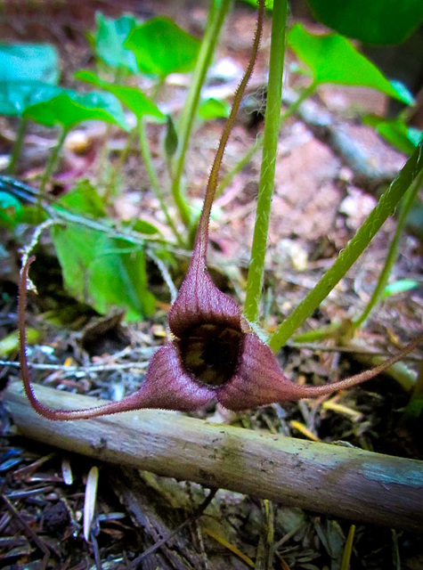 Wild Ginger, Asarum caudatum