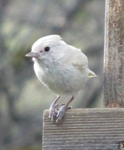 Albino Pewee