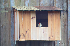 Goldfinch with ambitions to be a barn owl