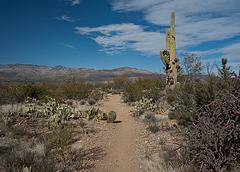 Why did the cactus cross the road?