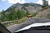 Holiday 2009 – Cow on the road