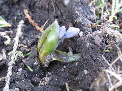 Knospe eines Blausternchens (Scilla sibirica)