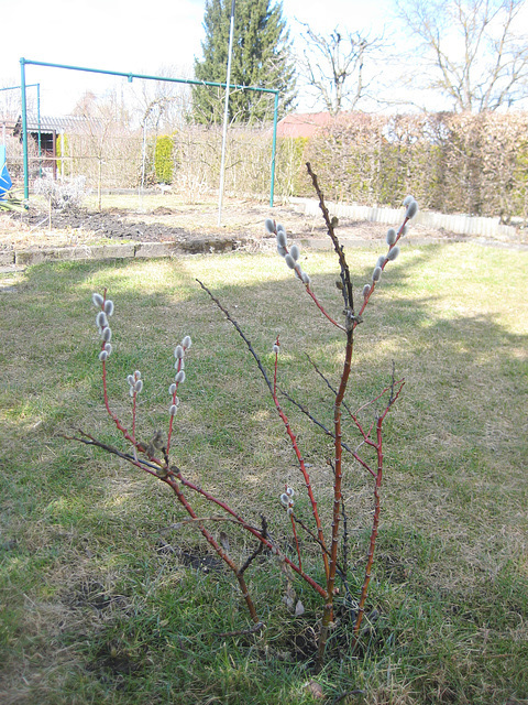 Sal-Weide (Salix caprea)