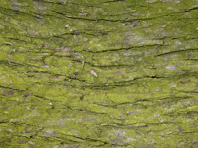 Moss on Tree Texture