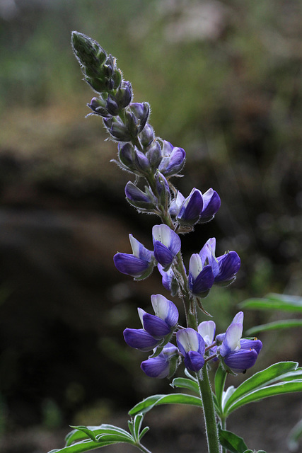 Elegant Lupine