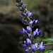 Elegant Lupine