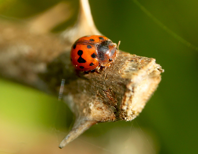 24-spot Ladybird