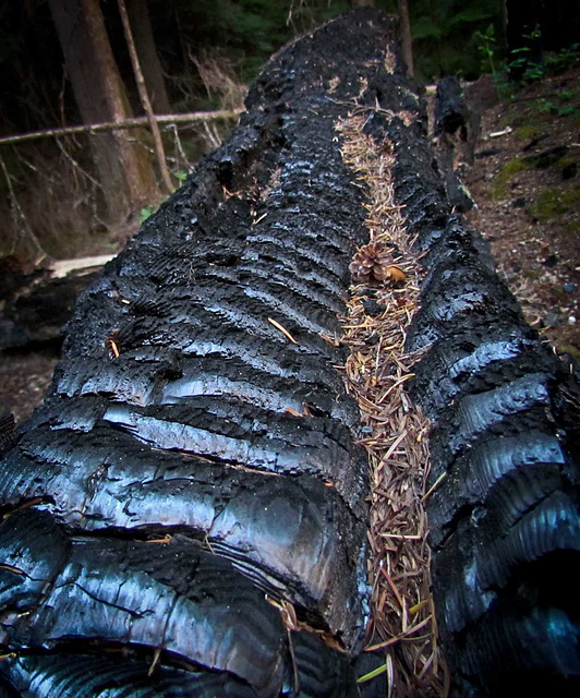 Charred Tree