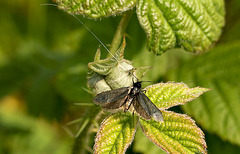 Adela reaumurella Male