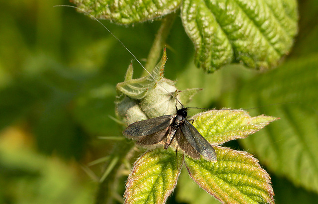 Adela reaumurella Male