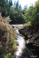 Excursion to the River Bank...