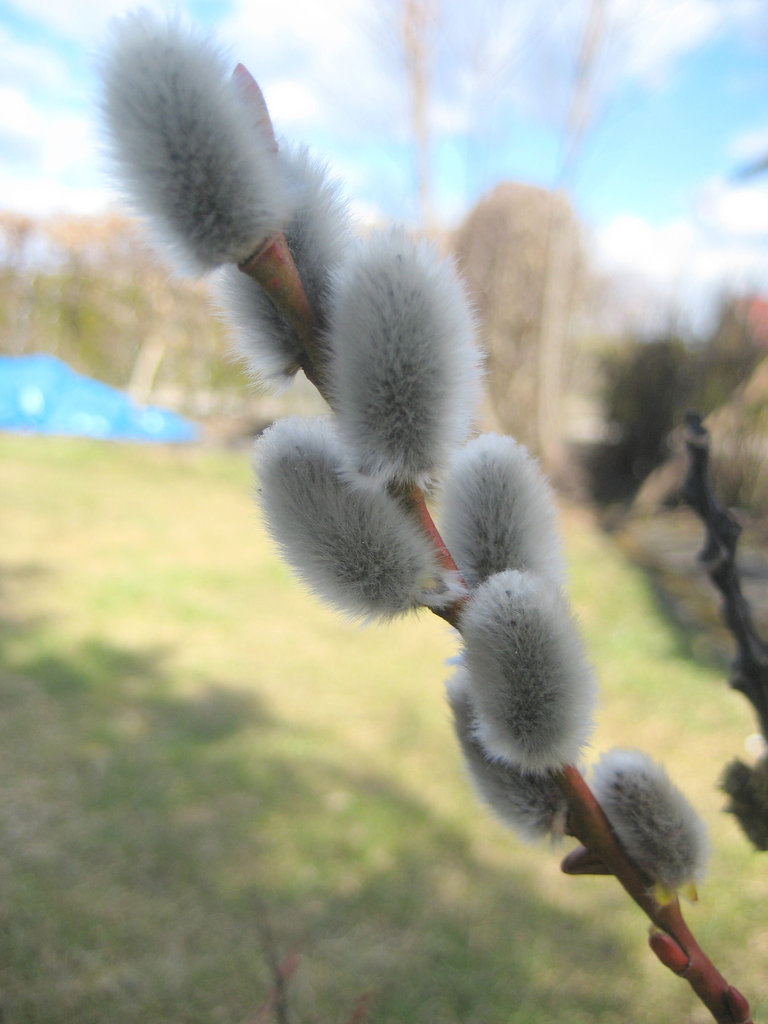 Palmkätzchen (Salix caprea)